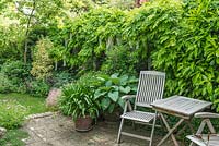 Part of secluded town garden with reclaimed brick patio with hosta and agapanthus in containers beside teak garden table and chairs. Wisteria floribunda growing on fence.