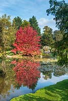 Liquidambar styraciflua 'Worplesdon'. Reflected in lake in autumn.