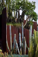 Pilocereus species, tall blue cactus. Royal Botanical Gardens, Sydney, Australia, Cactus and Succulent Garden
