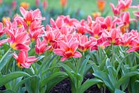 Tulipa kaufmanniana 'Fashion'. Early waterlily tulip