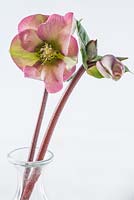 Helleborus 'Penny's Pink' as a cut flower in a glass vase.