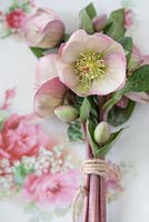 Helleborus 'Penny's Pink' as a cut flower in a posy