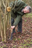 Stephen Westover coppicing a Hazel tree to near ground level