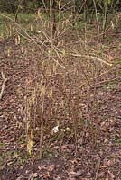 Hazel branch cloche barrier protecting the coppiced Hazel stump from pests such as rabbits