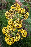 Roldana petasitis, 'Velvet Groundsel' - Origin Mexico.  Public gardens in Oratava, Tenerife.  February.