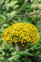 Chrysanthemum 'Poppins Yellow Jewel'