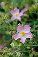 Cistus x lenis 'Grayswood Pink'