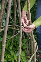 Weave the Willow between the Teepee, maintaining a spiral formation