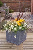 Container featuring are Primula, Variegated Ivy, Carex oshimensis 'Evergold', Cordyline australis 'Red Star' and Viola 'Teardrops White'
