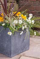 Container featuring are Primula, Variegated Ivy, Carex oshimensis 'Evergold', Cordyline australis 'Red Star' and Viola 'Teardrops White'