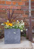 Container featuring are Primula, Variegated Ivy, Carex oshimensis 'Evergold', Cordyline australis 'Red Star' and Viola 'Teardrops White'