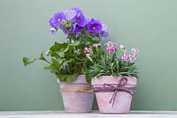 Transformed terracotta pots planted with Primula obconica 'Touch Me' and Dianthus 'Pink Kisses'