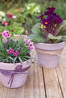 Transformed terracotta pots planted with Primula and Dianthus 'Pink Kisses'