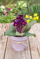 Transformed terracotta pot planted with Primula