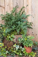 A hollow tree stump planted with Polypodium vulgare and Cyrtomium fortunei var. clivicola