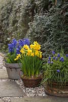 Assorted metal and wicker container display featuring Narcissus, Muscari and Hyacinth