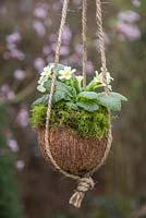 Cream Primula planted in a coconut shell with a layer of moss