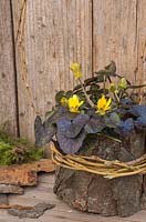 Ranunculus ficaria 'Brazen Hussy' planted in an organic container of Moss, wrapped in Willow and Bark