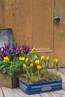 Vintage containers planted with Crocus chrysanthus var. fuscotinctus and Iris reticulata 'Pauline'