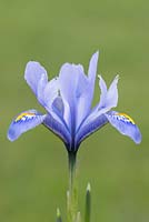 Iris reticulata 'Alida'