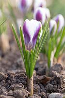 Crocus chrysanthus 'Prins Claus'