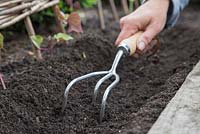 Using a three prong cultivator to loosen and prepare soil for sowing seeds