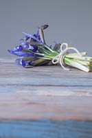 A bundle of Iris reticulata 'Clairette' on a blue wooden table