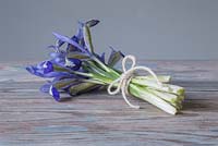 A bundle of Iris reticulata 'Clairette' on a blue wooden table