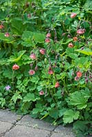 Geum in shady border