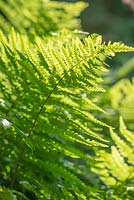 Dryopteris felix-mas. Young fern fronds catching sunlight.