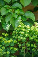 Euphorbia amygdaloides var. robbiae with young foliage of Hydrangea anomala subsp. petiolaris.