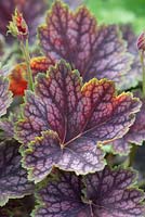 Heuchera foliage.