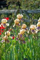 Iris 'Benton Olive'. National Collection of Sir Cedric Morris irises