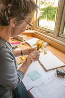 Sarah Cook Iris record keeping. Preparing specimens for Pressing. National Collection of Sir Cedric Morris irises