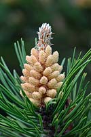 Pinus Mugo 