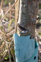 Damage to young apple tree trunk caused by brush cutter, callus partially healed and treated with Arbrex wound dressing