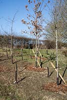 Newly planted saplings, wooded area, urban country park