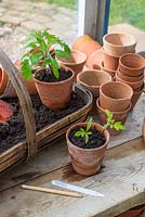 Tomato - Solanum lycopersicum, varieties 'Rio Grande' and 'Gardeners delight' potting on seedlings into terracotta pots.