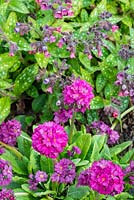 Primula Denticulata - Drumstick Primula with  Lungwort - Pulmonaria 'Victorian Brooch' in background.