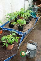Greenhouse border with tomato plants acclimatising prior to being planted into halved plastic barrels.