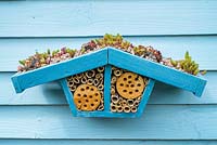 Wildlife gardening -  home made bug box with living roof of succulents placed on side of garden shed.