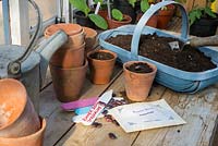 Runner Bean, Phaseolus coccineus, 'Streamline' potting bench with everything ready to sow seeds.