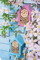 Wildlife gardening - early summer garden with home made bug box placed on side of garden shed amongst flowering Clematis Montana.