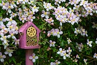 Wildlife gardening - early summer garden with pole mounted bug box placed amongst flowering Clematis Montana.