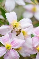 Honey Bee - Apis spp, showing pollen sacs, feeding on Clematis Montana, England May.