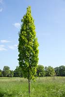 Quercus Robur Fastigiata Koster a Cypress Oak tree in Spring with striking design, shape, texture, Shugborough, Staffordshire