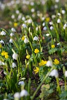 Eranthis hyemalis and Leucojum vernum