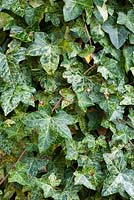 Hedera hibernica 'Rona' in November