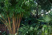 At the entrance to the garden a bamboo Phyllostachys vivax 'Aureocaulis'  overshadows a hardy palm Trachycarpus fortunei and a fern. In the back ground an avenue of tree ferns Dicksonia antarctica.