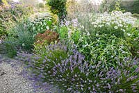 Summer borders in the Millennium Garden designed by Xa Tollemache are edged with Lavandula intermedia 'Grosso' and feature shasta daisies, penstemons, tradescantia, Verbena bonariensis and clematis supported on obelisks. Castle Hill, Barnstaple, Devon, UK